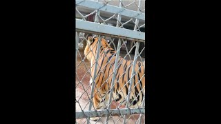 My First Encounter: Large Bengal Tiger at Chittagong (Chattogram) Zoo!