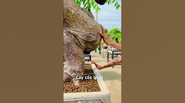 #Cây Cóc quái#Đẹp#