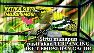 Download Lagu SIRTU GACOR..100% Ampuh bikin Sirtu manapun langsung Emosi dan ikutan gacor. MP3