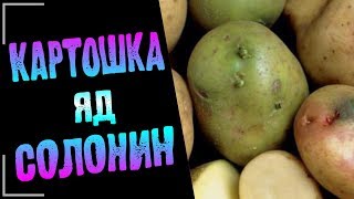 #ProLife |Картофель-яд солонин   | Здоровый Образ Жизни | Ирина Уросова