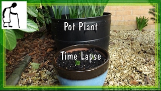 Time Lapse - Pot Plant 72 days