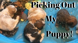 Picking Out My New Puppy Vlog