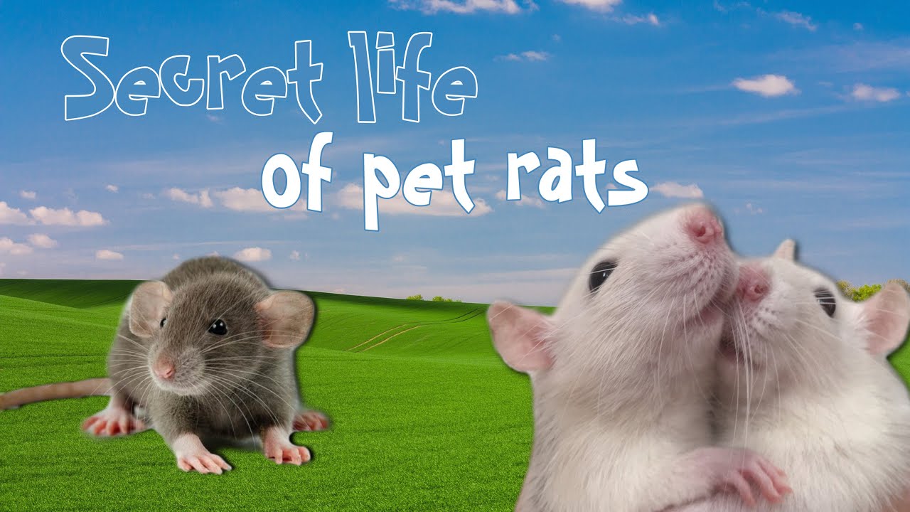 Secret life of pet Rats🐀 Cute Rats YouTube