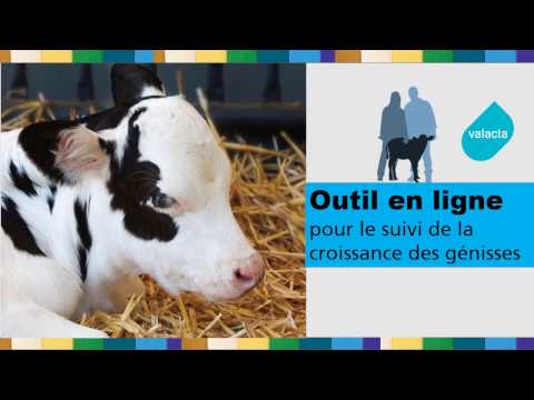 Valacta - Outil pour suivi de croissance des génisses