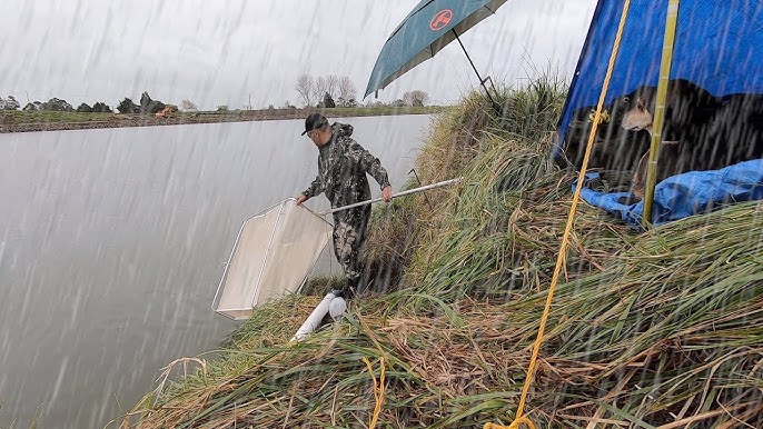 Whitebait Spot & Shoals In The Net 