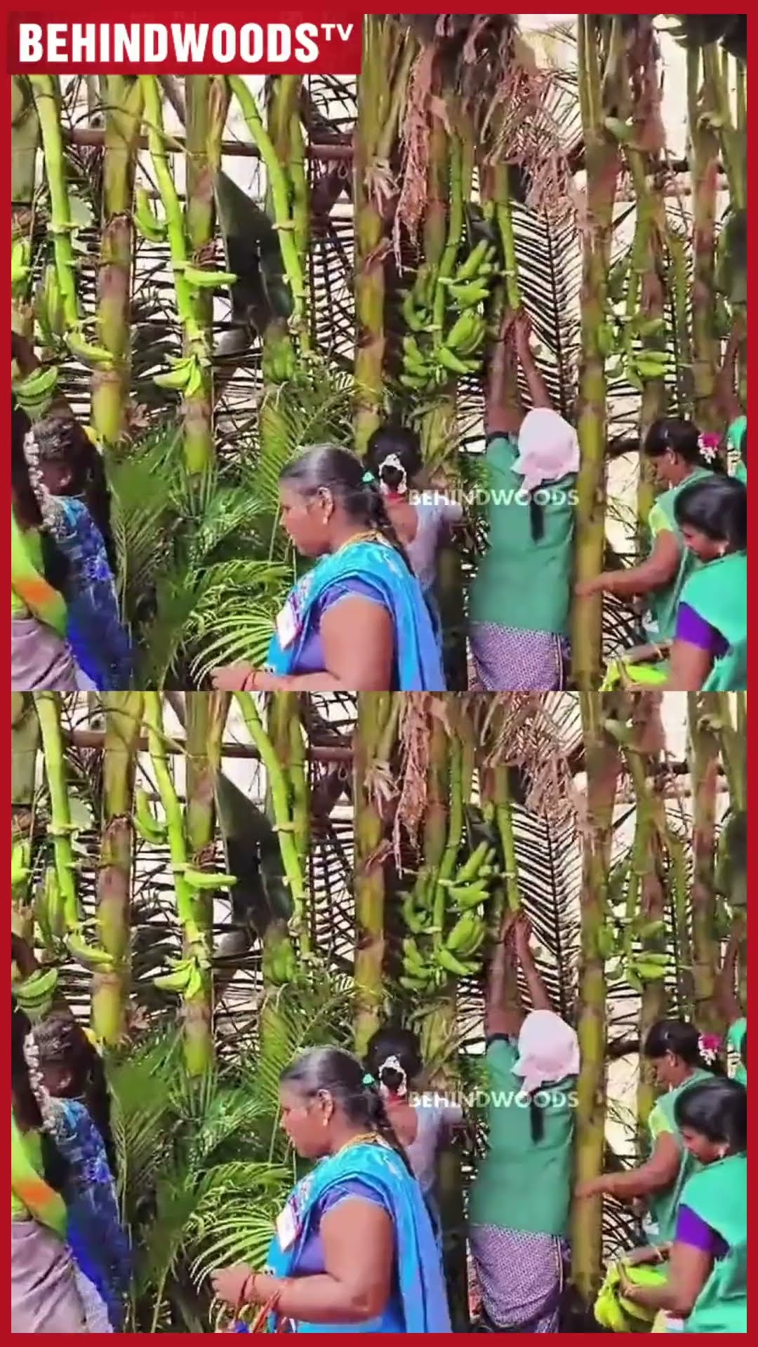 CM கிளம்பின அடுத்த நிமிஷம் வாழைதார்களை சூறையாடிய Public ? 'பழுக்க வெச்சு பழமா சாப்பிடலாம் எடு..'