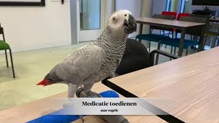 Medicatie toedienen aan vogels