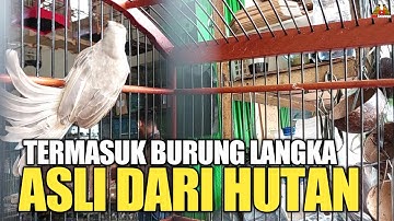 TERNYATA SI MAS ! PUNYA BURUNG LANGKA ASLI DARI HUTAN,PALING DI CARI KOLEKTOR !