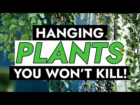 9 GORGEOUS INDOOR HANGING PLANTS PERFECT FOR BEGINNERS