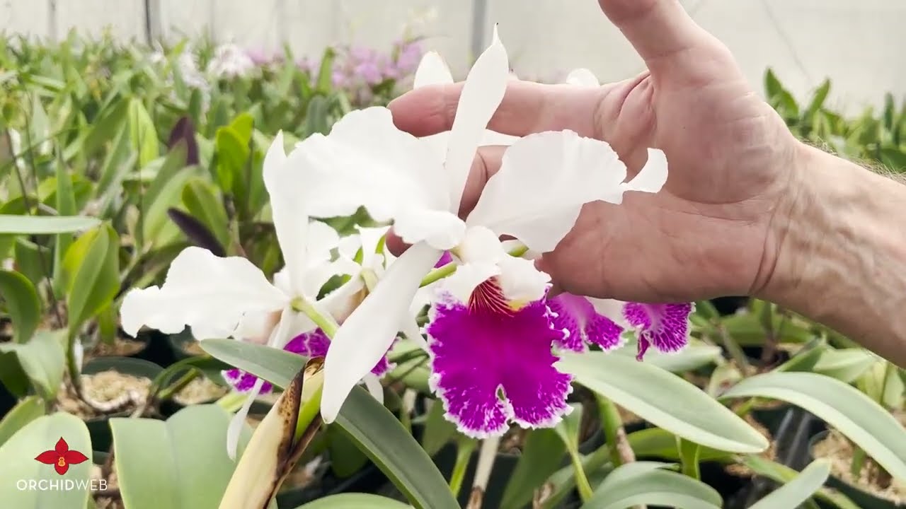 OrchidWeb - Cattleya labiata types - thptnganamst.edu.vn