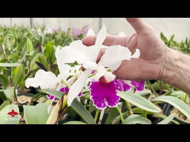 OrchidWeb - Cattleya labiata types class=