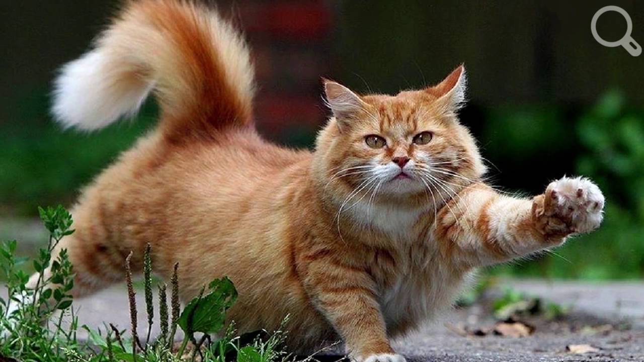 Сколько и как спят кошки про кошек Забавные, смешные, любопытные коты