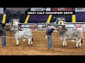 2020 ABBA National Brahman Show &ndash; Gray Bull Calf Classes &amp; Division Drive