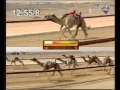 الماهر ملك هجن الرئاسه سيف الزمول المحلياتش3 سباق ختام الوثبه زمول شيوخ 138 ت16549 ت1932011 الماهر ملك هجن الرئاسه سيف الزمول المحلياتش3 سباق ختام الوثبه زمول شيوخ 138 ت16549 ت1932011