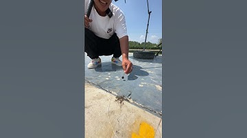 Hạt DAN để câu cá Trắm Đen cũ