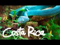 Опасный животный мир в Коста Рике, Ядовитые змеи и лягушки, Путешествие своим ходом
