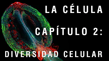 ¿Qué es la diversidad de las células?