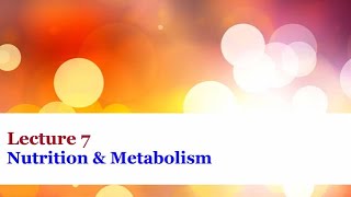 Lecture 7 - Nutrition and Metabolism