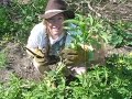 Survival Food- Stinging Nettles: Friend or Foe? With Brooke Whipple