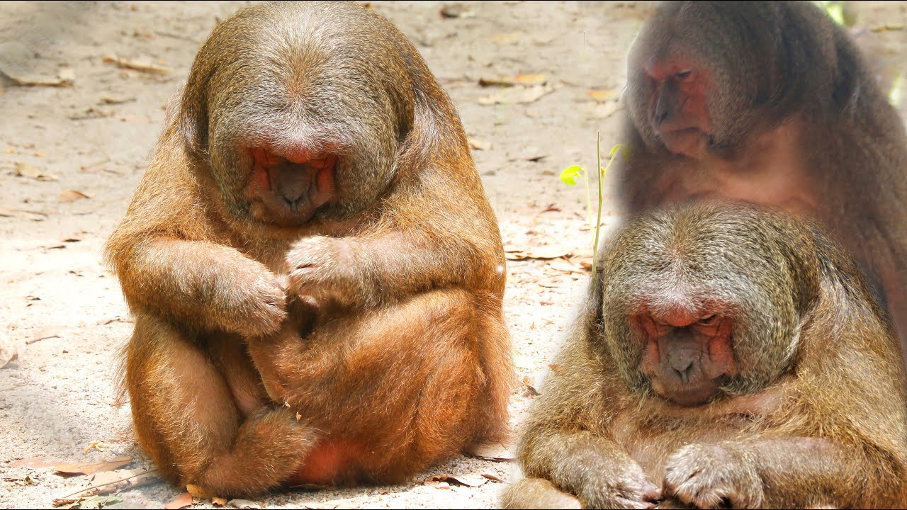 So Beautiful Stump-tailed macaque Monkey |Asia Animals|