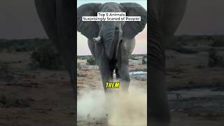 Top 5 Animals Who Are Surprisingly Scared of Humans