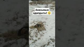 не деген аянышты видео 🥺 #казакстан #2022 #рекомендации #fyp #жана