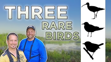 Three Rare Birds in Durham Region - Bonus Birding