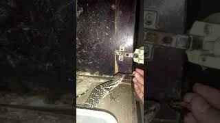 Hand feeding asian varanus salvator/asian water monitor
