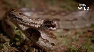 Le redoutable python Birman, l'un des serpents les plus longs et les plus lourds au monde