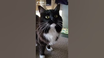 Cat vs Laser Pointer TikTok: newbeckchowschows
