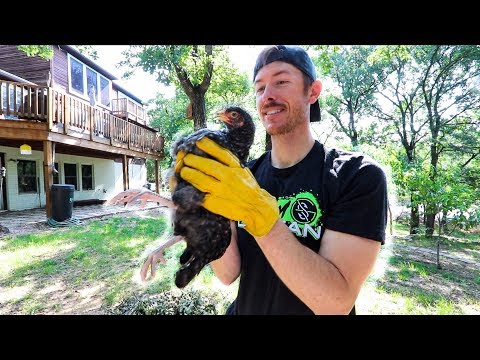 Building a GIANT Chicken Pen in our Backyard!