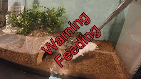 Ball python feeding video (frozen thawed mice)