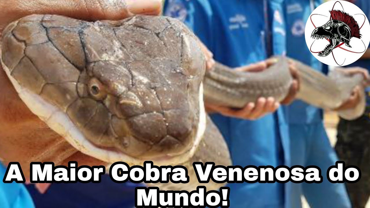 Vídeo: cobra venenosa mais comprida do mundo é filmada se