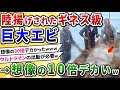 【2ch動物スレ】陸揚げされたギネス級の巨大エビ→お前らの想像の10倍デカいｗｗ【ゆっくり解説】