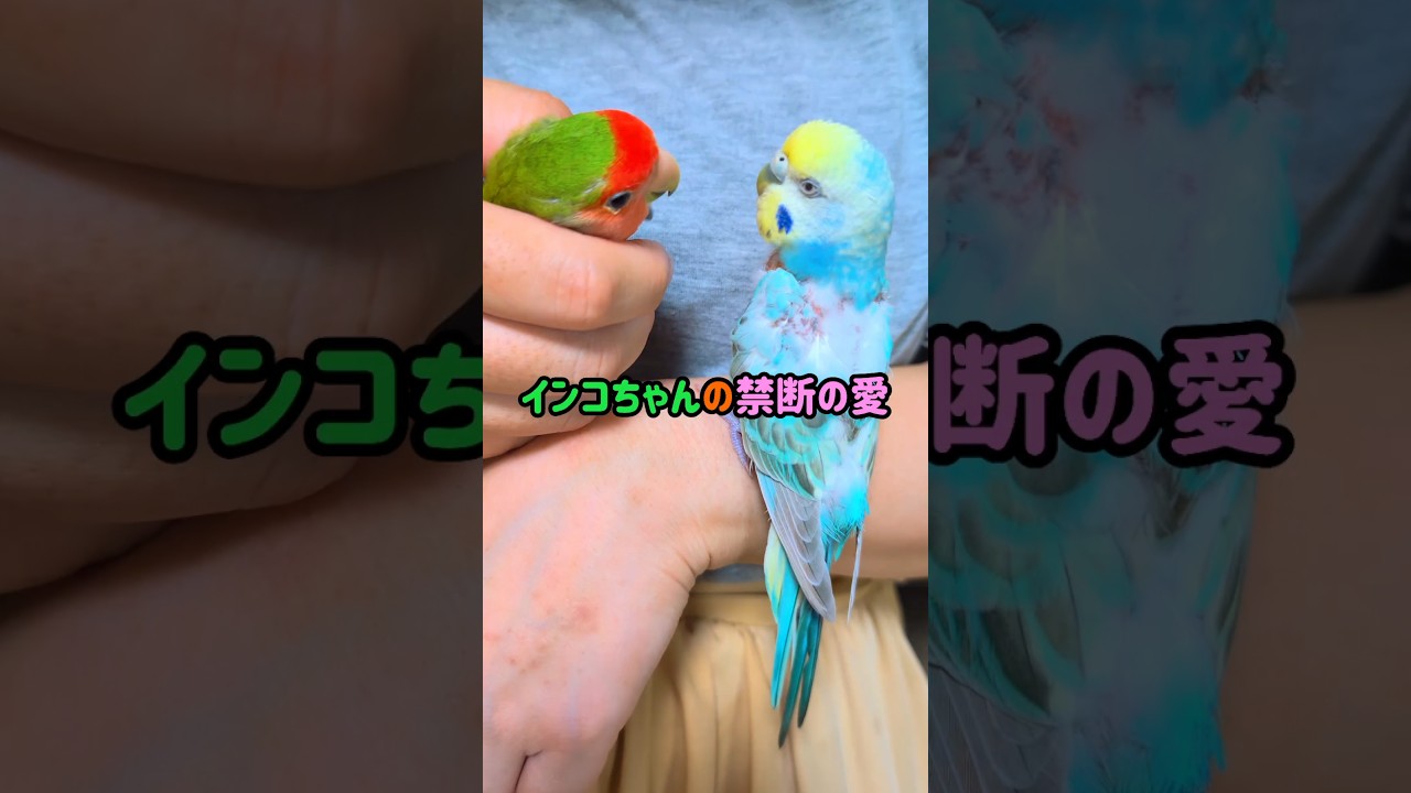 The Forbidden Love of Parakeets - YouTube