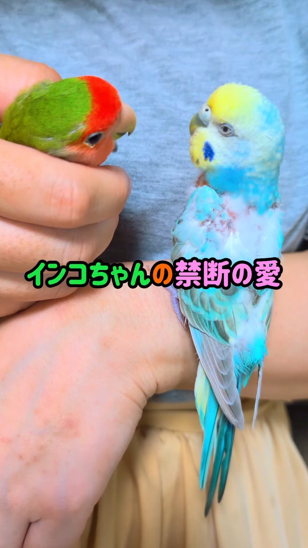 ❀インコちゃん❀ご確認用 The Forbidden Love of Parakeets - YouTube