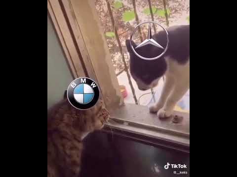Мерседес для петухов