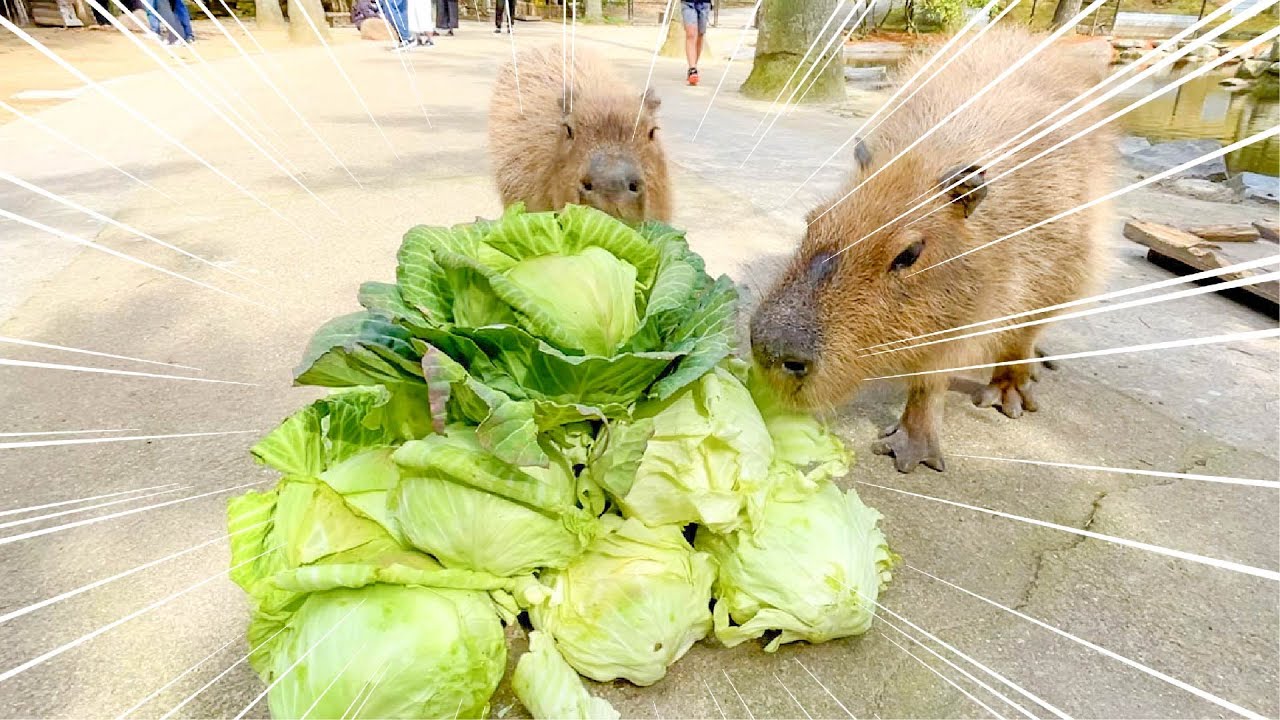 カピバラによって崩壊へと近づくキャベツピラミッド Capybara eat cabbage pyramid