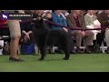 Belgian Sheepdog | Breed Judging 2020 の動画、YouTube動画。