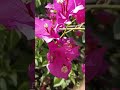 photography #natural # beauty flower 🌼  # vilog