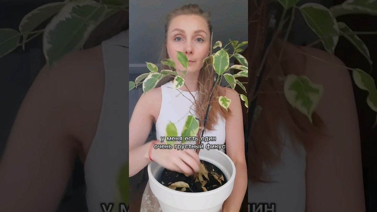 Реанимация фикуса/ Как остановить сбрасывание листьев/ Эксперимент с пакетом 