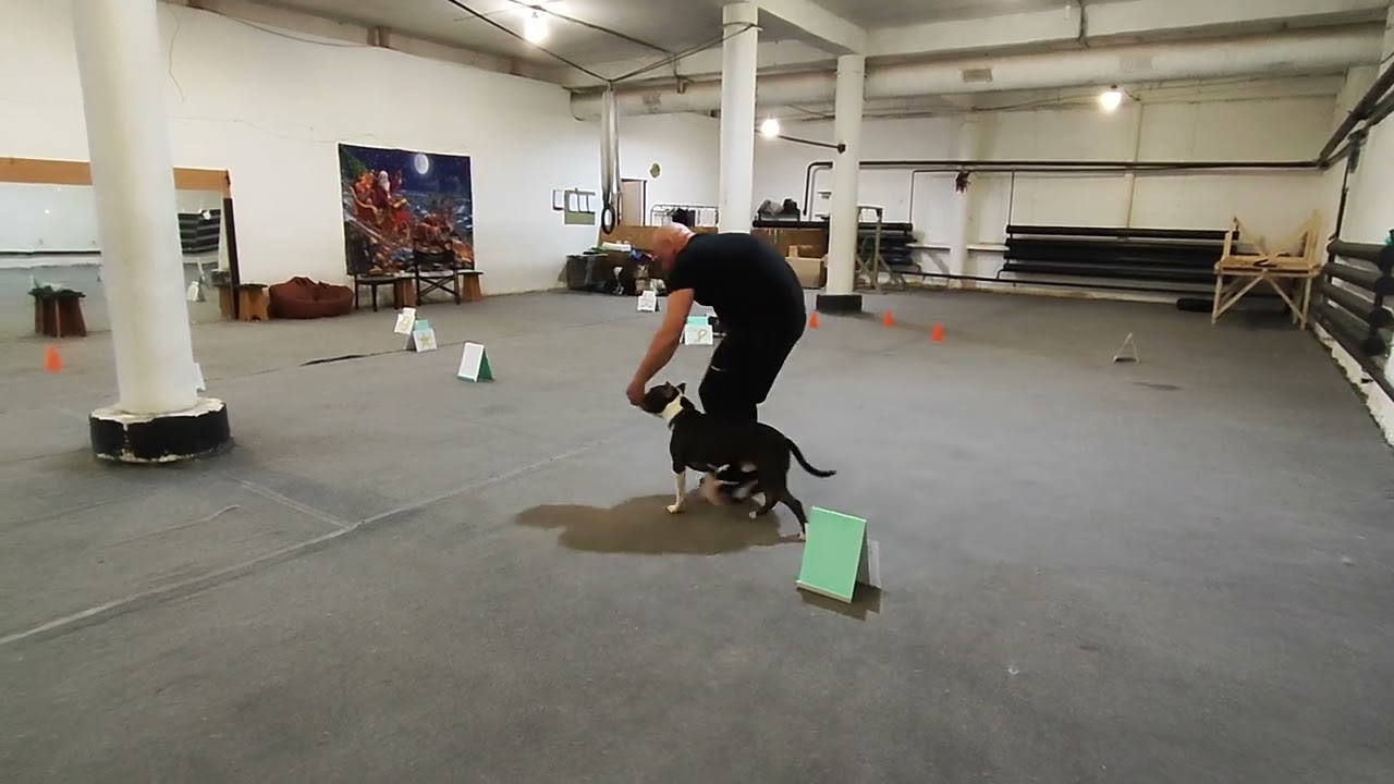 РО Щенки. Косухин Александр и Буч. Команда "НК-Бэби" " Кубок Панды по Ралли Обидиенс 2023 онлайн "