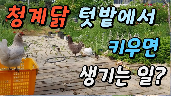 청계닭 키우기, 청계닭 텃밭에서 키우면 생기는 일?  꼬꼬네 가족의 행복한 일상을 보여드립니다.