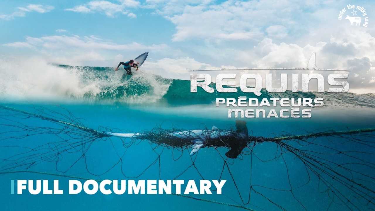 Requins, prédateurs menacés (2026)