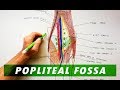 Popliteal Fossa | Boundaries & Contents | Anatomy Tutorial