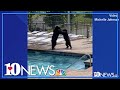 Rowdy bears throw an impromptu pool party in Gatlinburg, Tennessee!