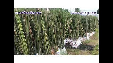 TRÚC CẦN CÂU, TRỒNG CÔNG TRÌNH SÂN VƯỜN 💥💥💥☎️0918708965