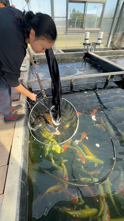 Stunning 💄 Kuchibeni Kumonryu #nishikigoi #koikichi #koifish #niigata #japan #india #fishing #koi
