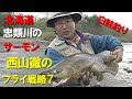 【白鮭釣り】西山徹のフライ戦略7／北海道忠類川のサーモン／川のライオンを釣る！Fishing a white salmon called a river lion in Hokkaido.