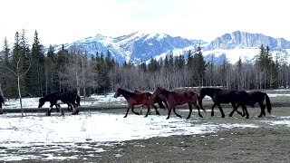 Mountains and Horses